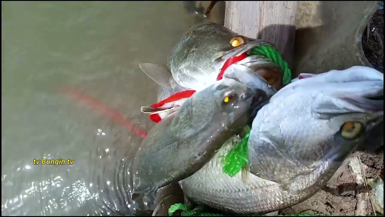 Ediyaannn kakapnya sudah mulai besar Auto mancing Semakin seru ||mancing kakap putih