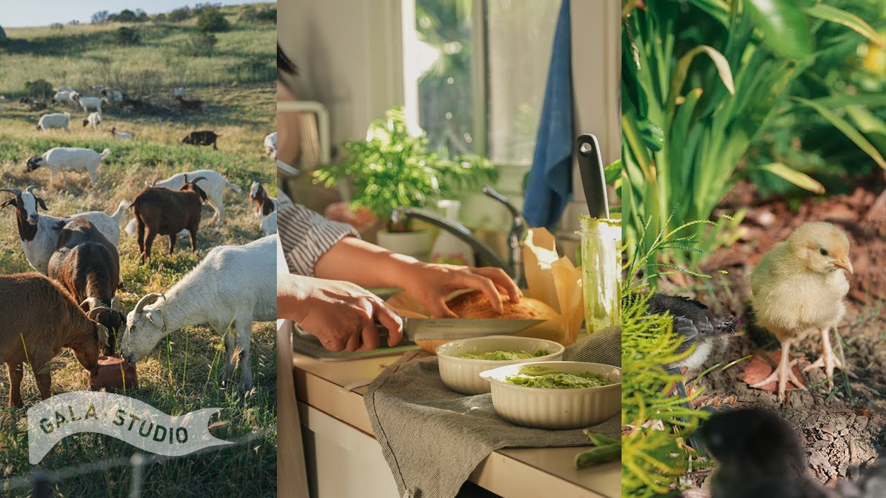 Early Summer Days in Californian Suburbs with Edible Garden, Animals, Cooking & Baking