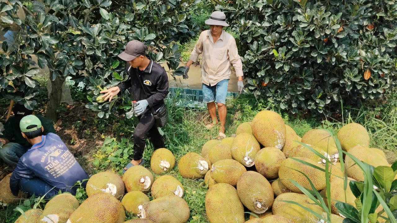 Người dân Hậu Giang quê tôi thu hoạch mít ruột đỏ vườn khủng quá đẹp 