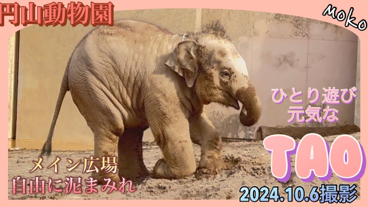 【タオちゃん】メイン広場で逞しく❣泥遊び♪