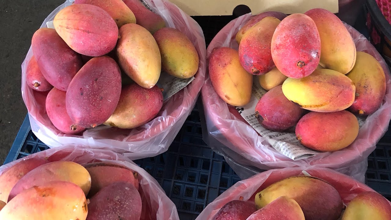 玉井芒果🥭季