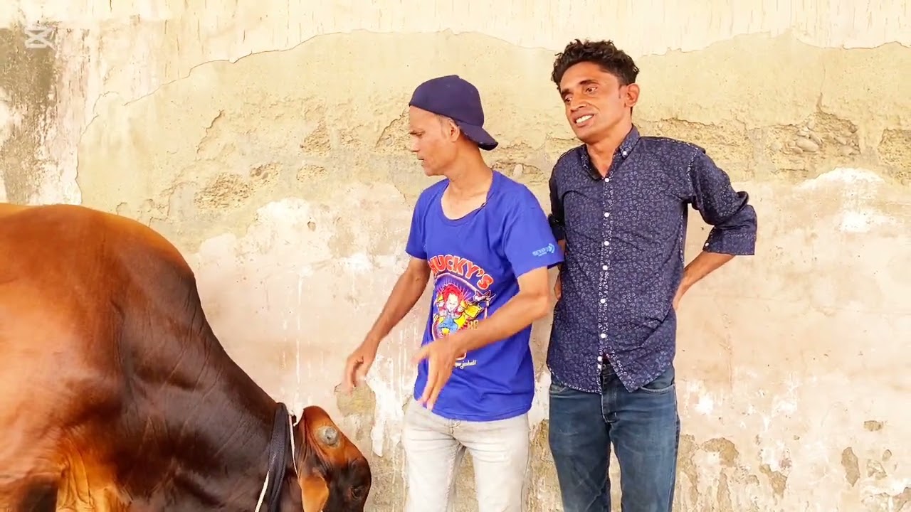 janwar laya hai funny Gulzar chandio