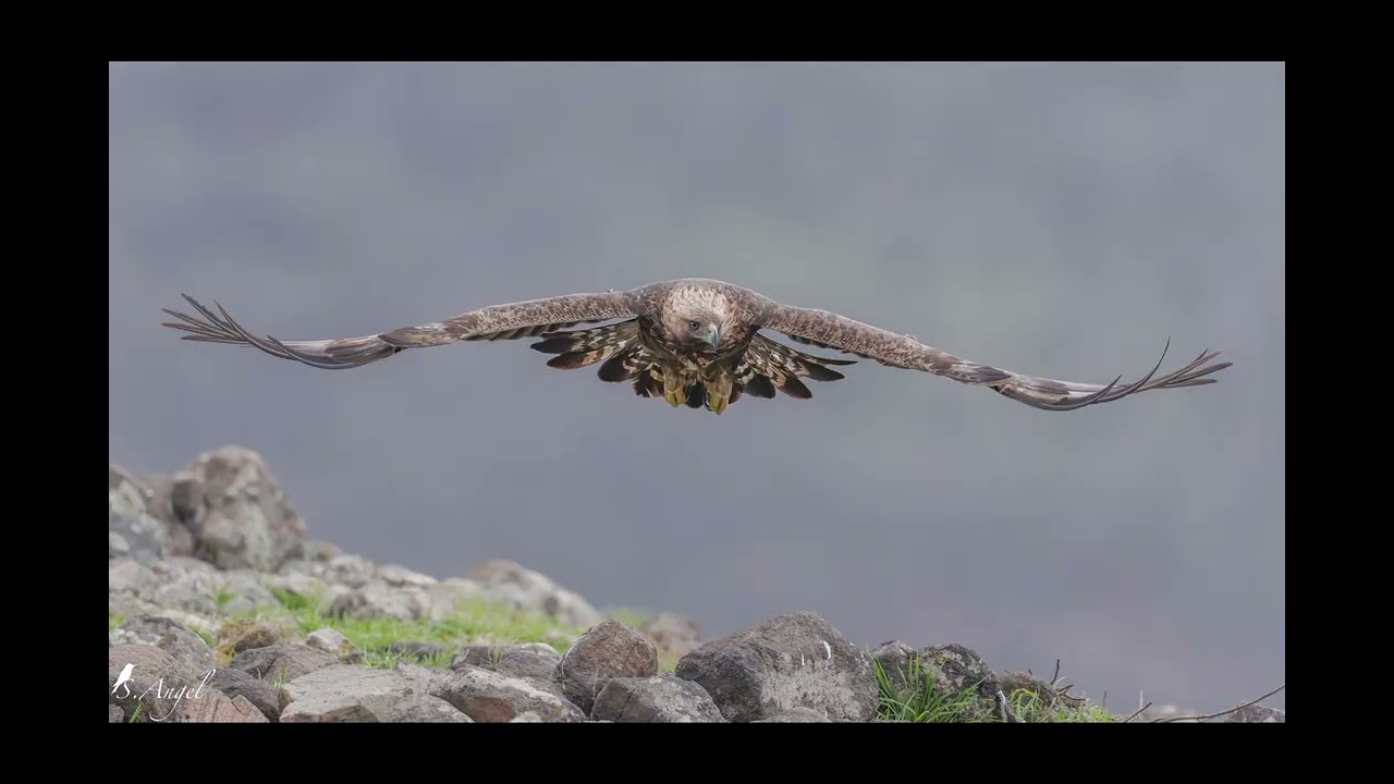 Golden Eagle