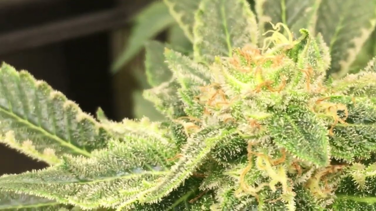 #massmedicalstrains Prayer Pupils snowy mountain tops! She be FROSTY! End week 8.