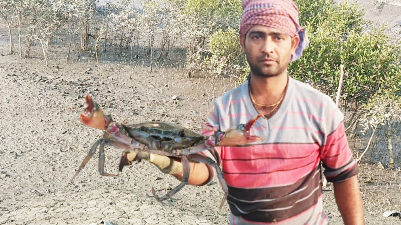 সুন্দরবনের মানুষ বাঘের সঙ্গে লড়াই করে কিভাবে কাঁকড়াধরে। Tiger attack ।।Crab catching ।।