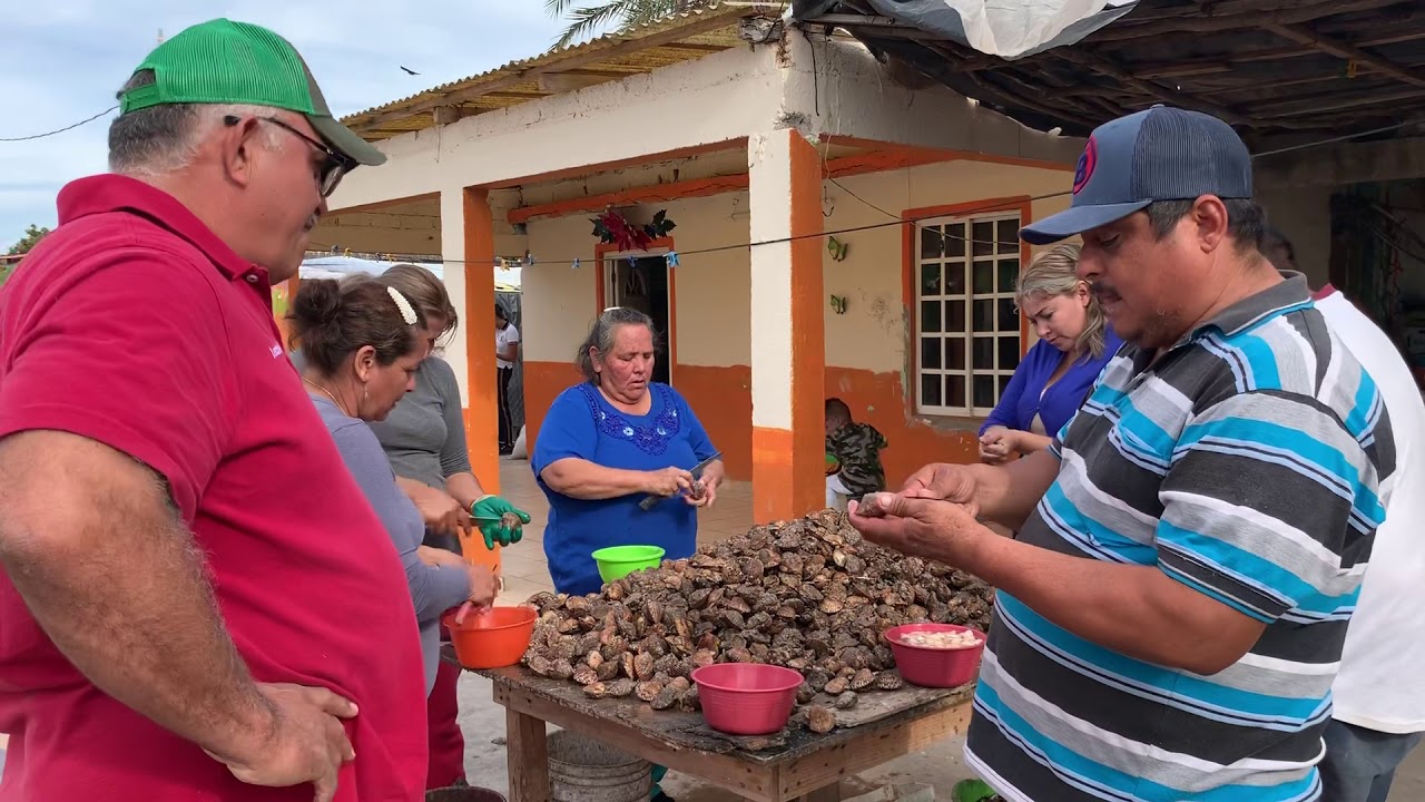 Callo de almeja voladora o Catarina como sacarlo de la concha