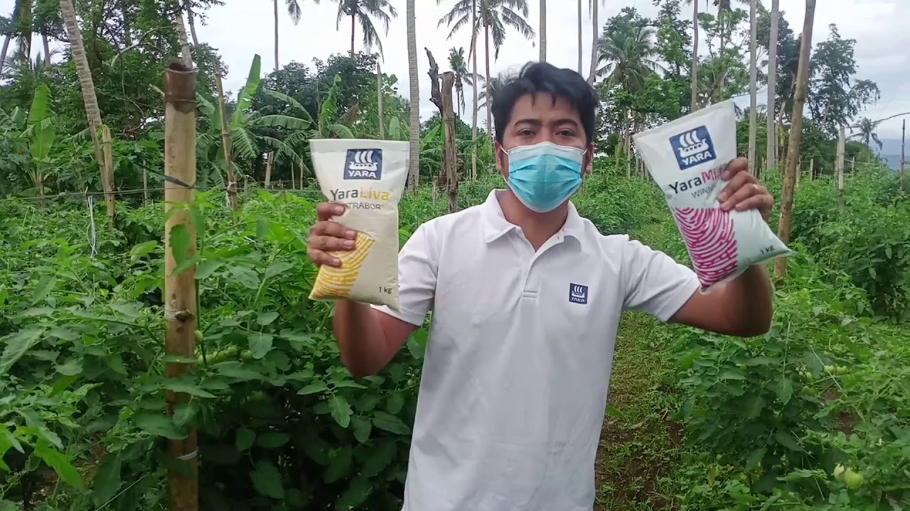 Tamang Nutrisyon sa Tanim na Kamatis