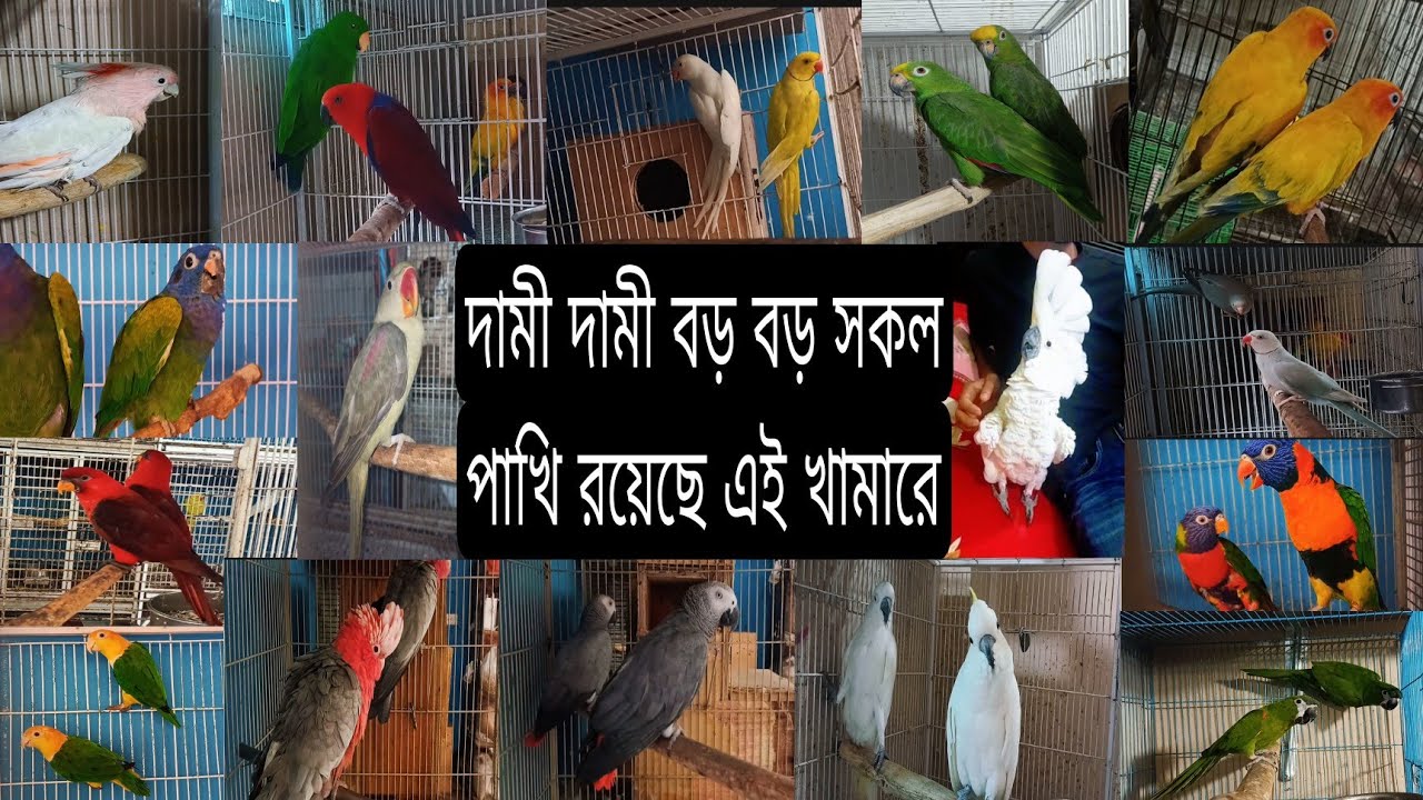 সব থেকে বড় বড় পাখির কালেকশন আছে এই খামারে../#birds #parrot #pets #মিরপুর_পাখির_হাট #sell #viralvideo