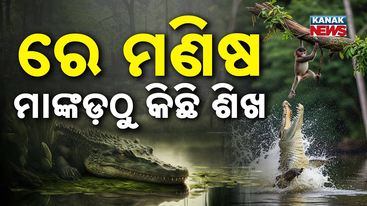 Special Report: Heroic Monkeys Save Friend from Crocodile in Kendrapara Forest | Incredible Rescue