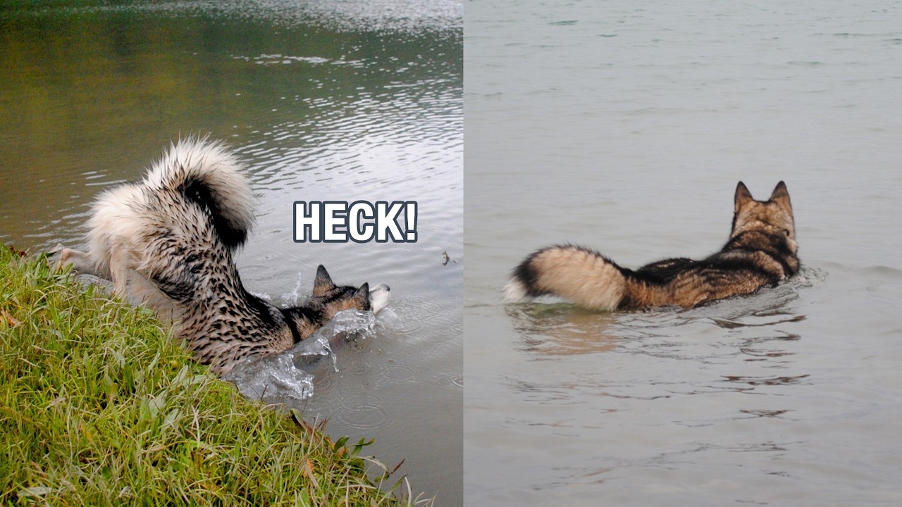 Husky Creeped Out By Things In Water...