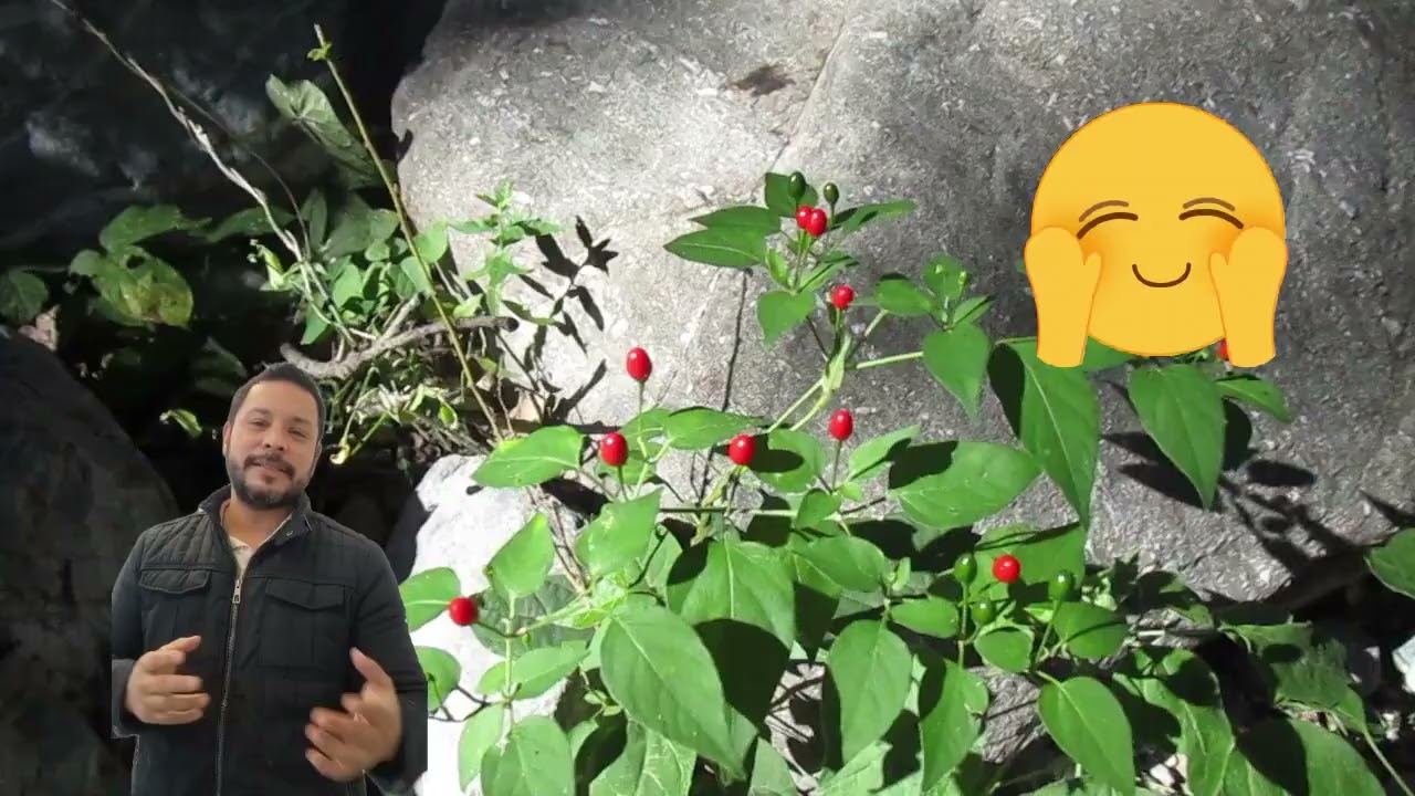 CHILE PIQUÍN EN SU HABITAT NATURAL 🌶 #chilepiquin #Tamaulipas #piquinesorganicos 