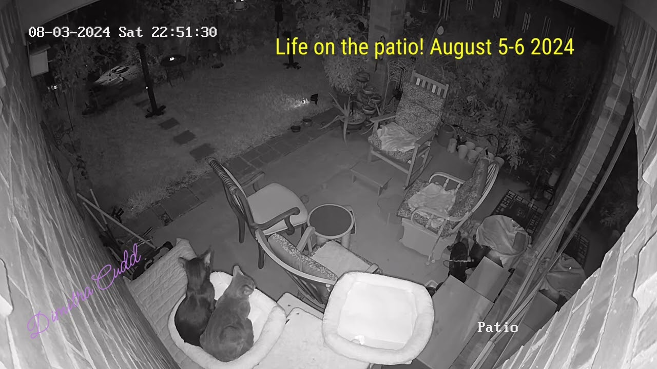 Hot Summer Nights on the Patio! Spirit and Sage are Happy Here! 2024