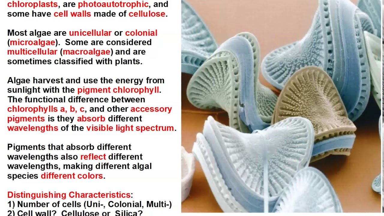 Microalgae Characteristics, Classification & Phylum Euglenophyta!