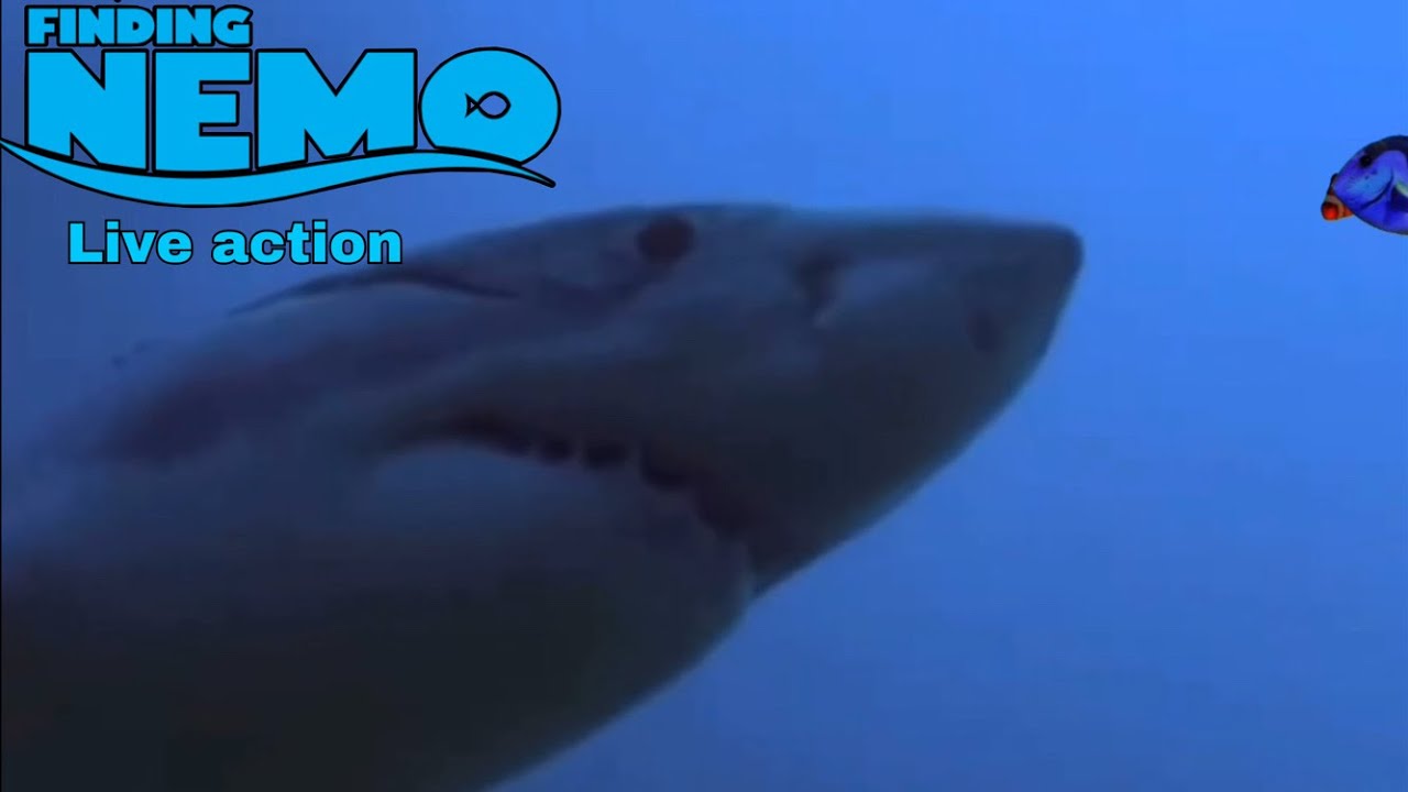 Buscando a Nemo live action/ parte 5