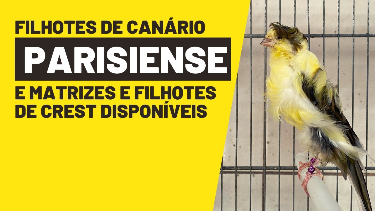 CANÁRIOS PARISIENSES E CREST DISPONÍVEIS#ninhodocanario
