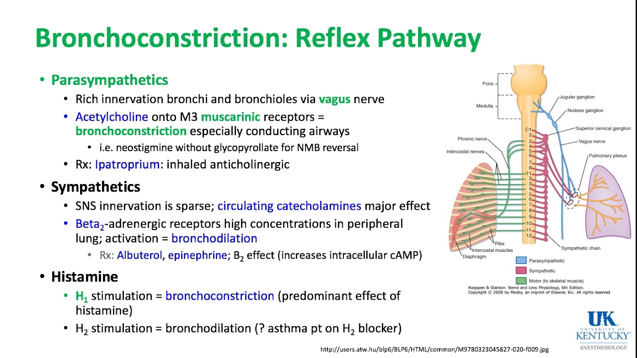 Respiratory and Thoracic Keywords 2018 - Dr. Schell