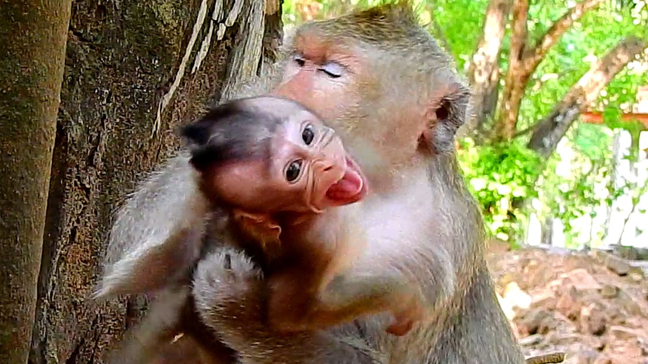 The mother monkey re\fused milk, a baby monkey sh@king @cted call grandma to pr\otest.