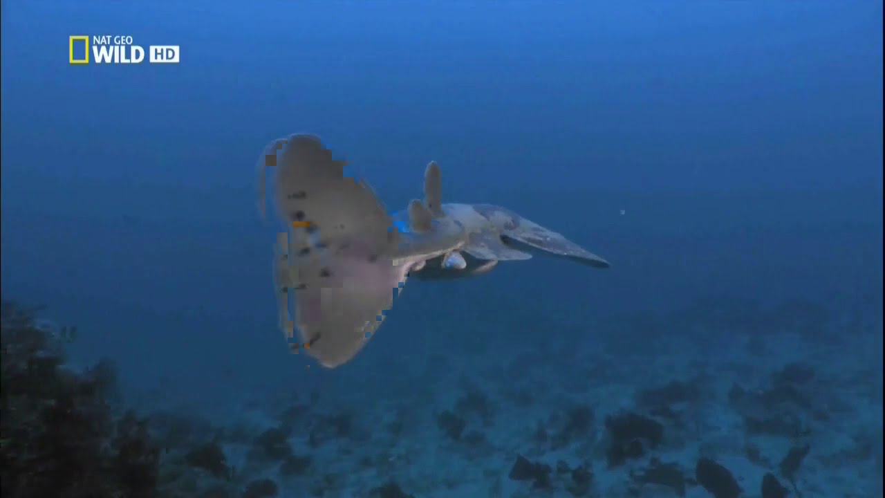 Тихоокеанский электрический скат (Torpedo californica) &ndash; тихий убийца.