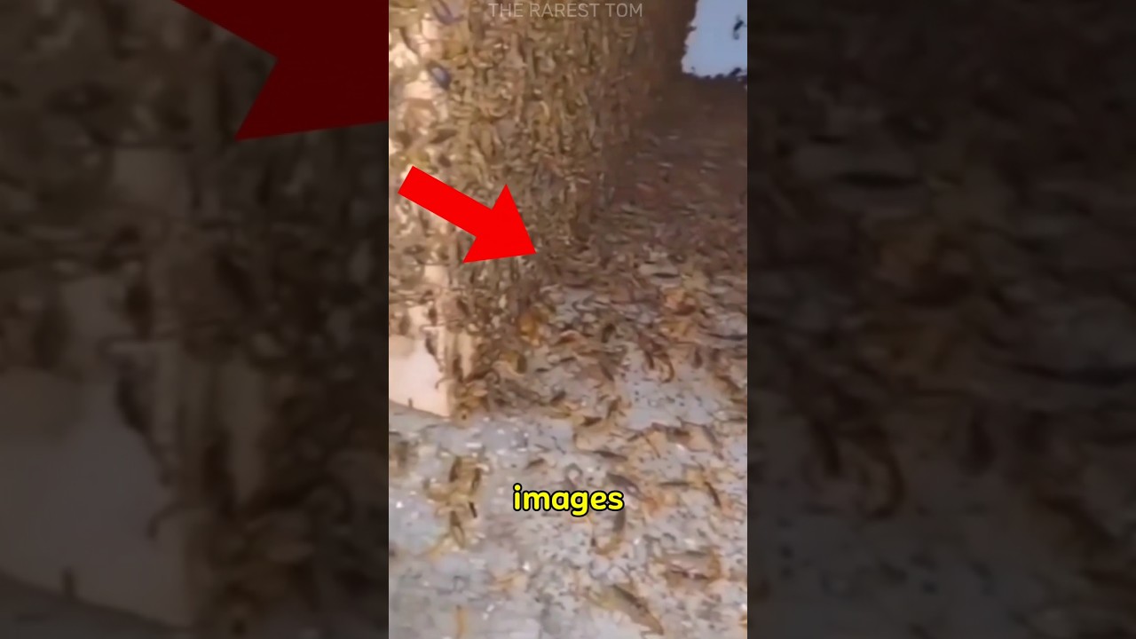 Immagini rare e interessanti che ti lasceranno a bocca aperta