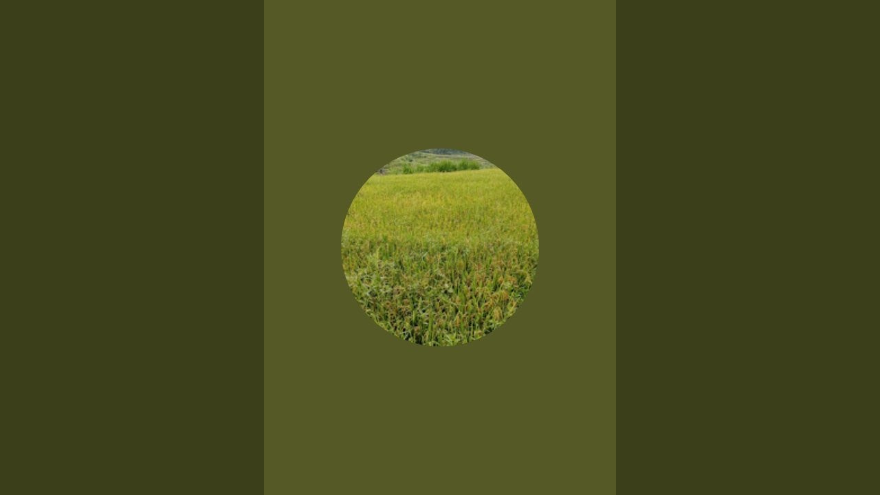 Suasana Pagi di Kampung SEPII  ll Tanggal merah Imlek