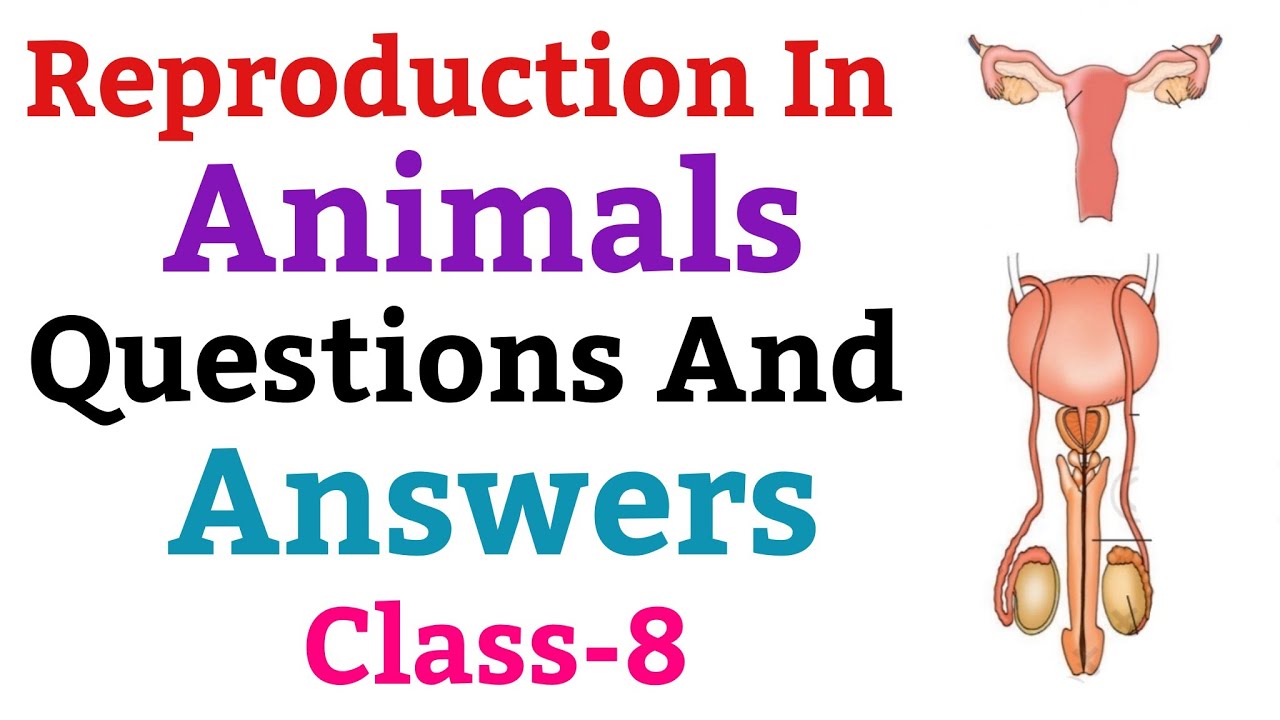 Reproduction In Animals | Questions And Answers, Science For Class 8 (NCERT) |