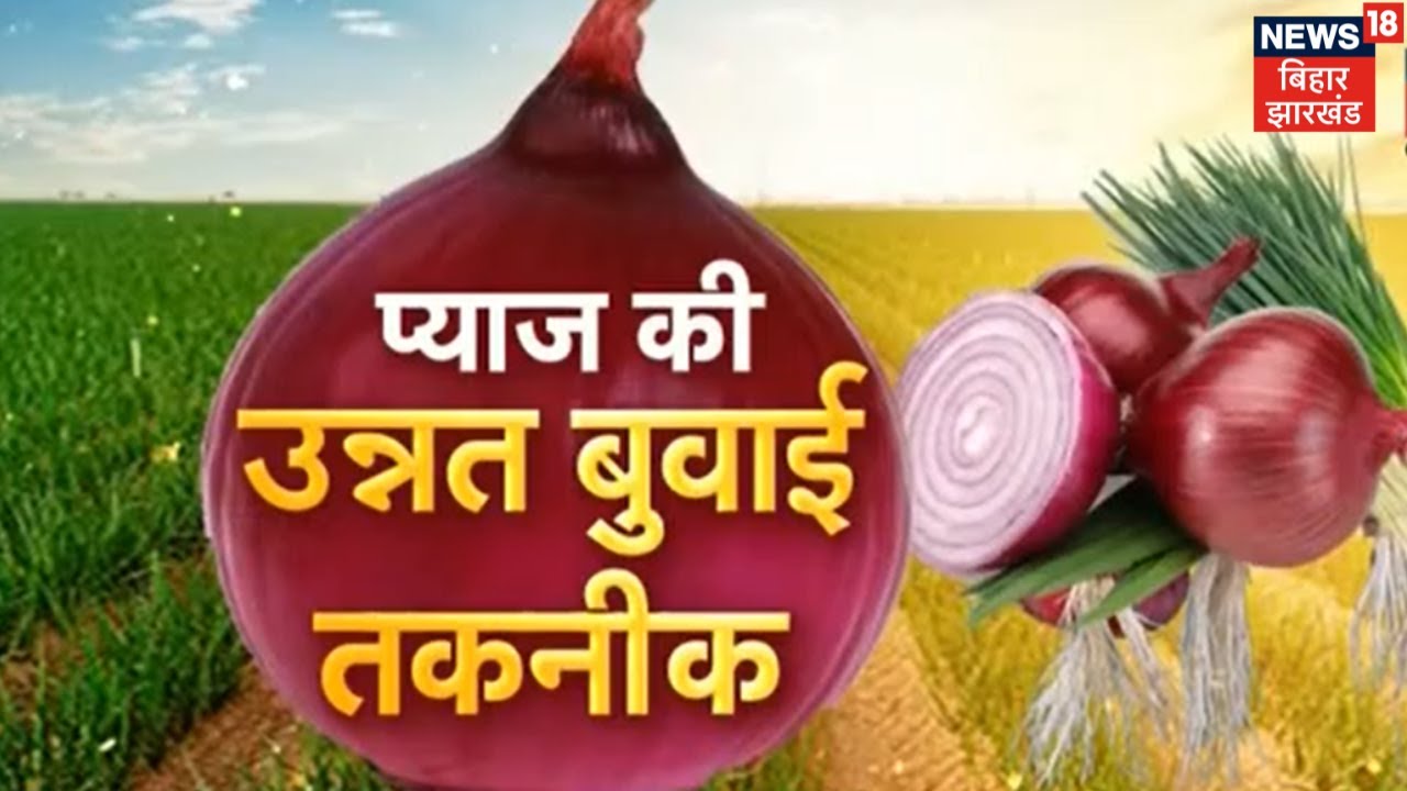 Onion Farming: प्याज की उन्नत बुआई की तकनीक के लिए लें विशेषज्ञ से राय | Annadata | Farmer