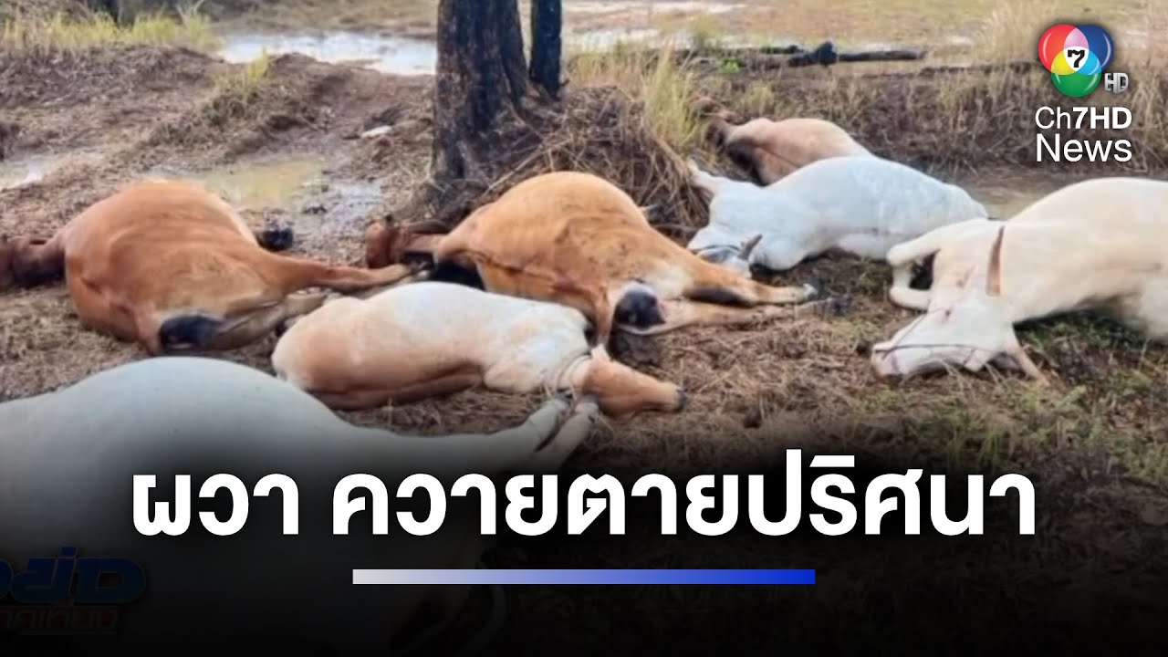 ผวา ! ควายตายปริศนากว่า 10 ตัว ในรอบ 1 เดือน | ห้องข่าวภาคเที่ยง