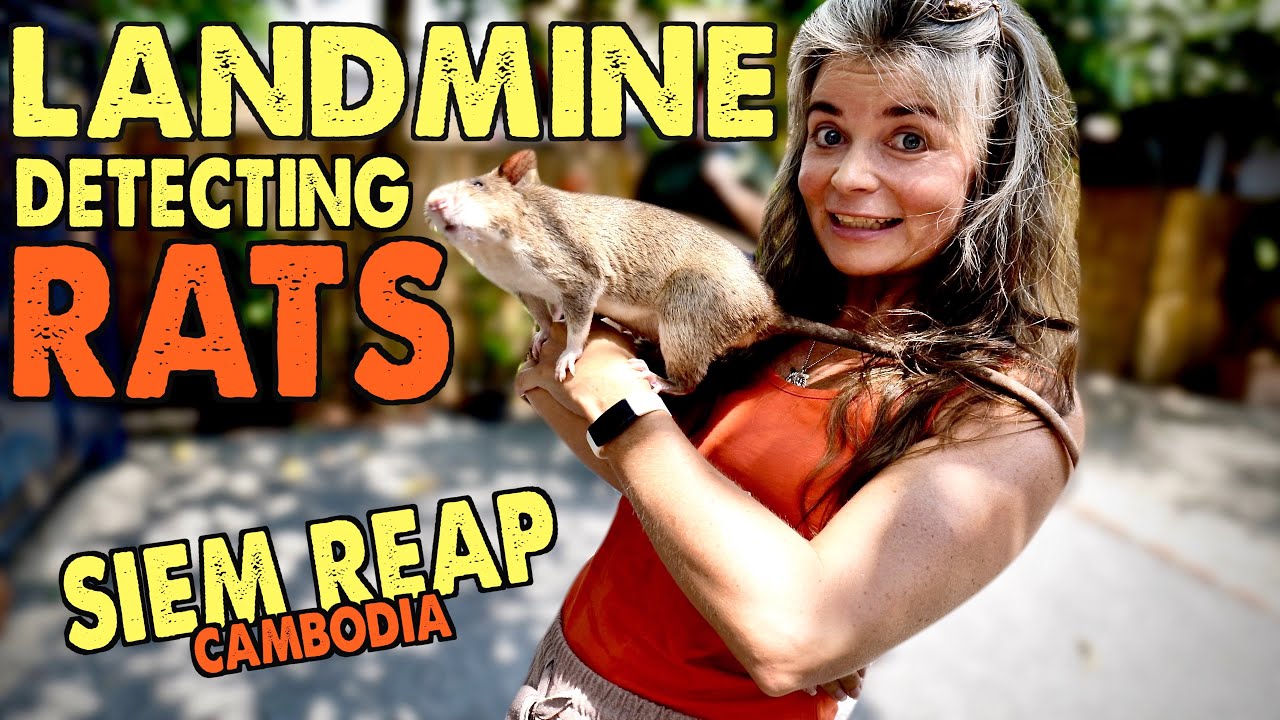 APOPO VISITOR CENTRE, SIEM REAP | LANDMINE DETECTING HERO RATS TOUR CAMBODIA