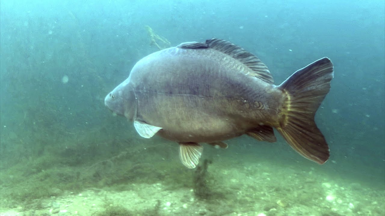 Unterwasserschweine in de Fuhlinger See, Keulen, 20 september 2025