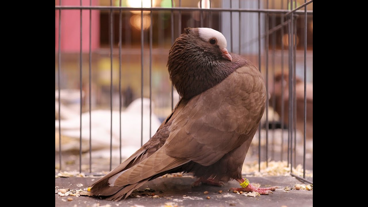 Mookee Pigeon  Different colour