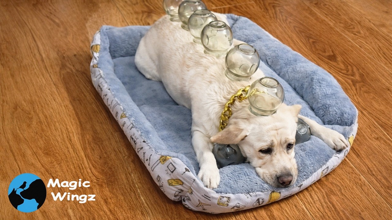 This Dog Thinks He Runs the House… And Honestly, He Does