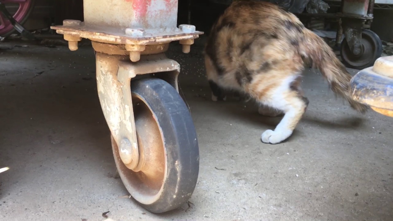 親猫が子猫を、、、！
