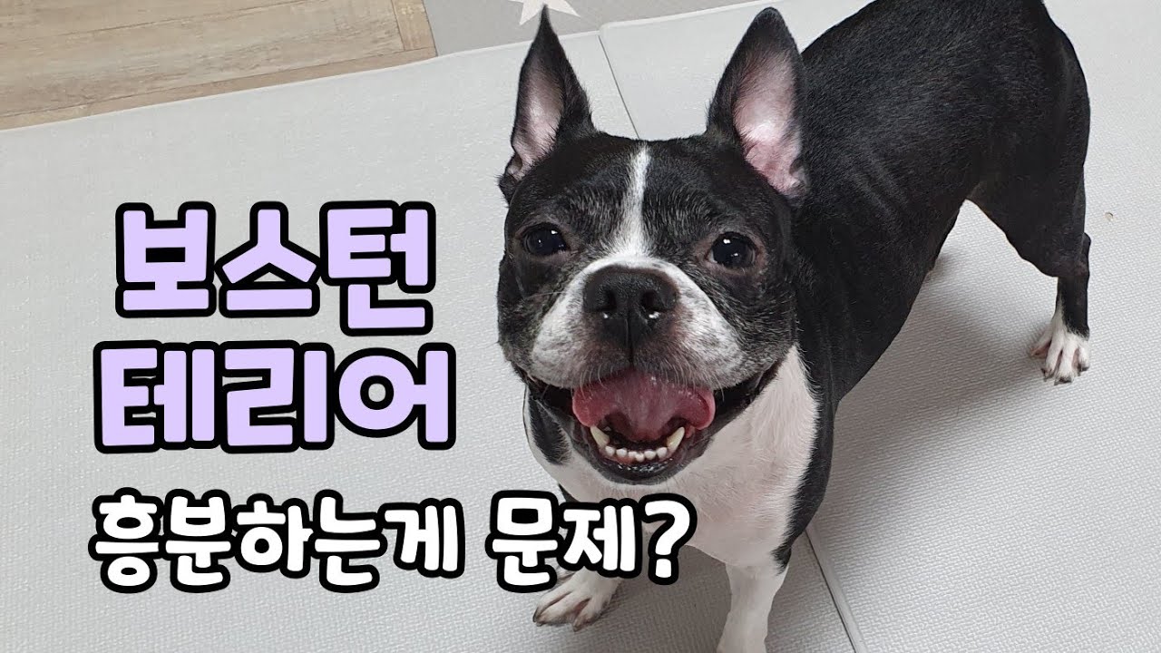 보스턴 테리어의 성격과 특징. 보스턴테리어 키우기전에 꼭 알아두세요