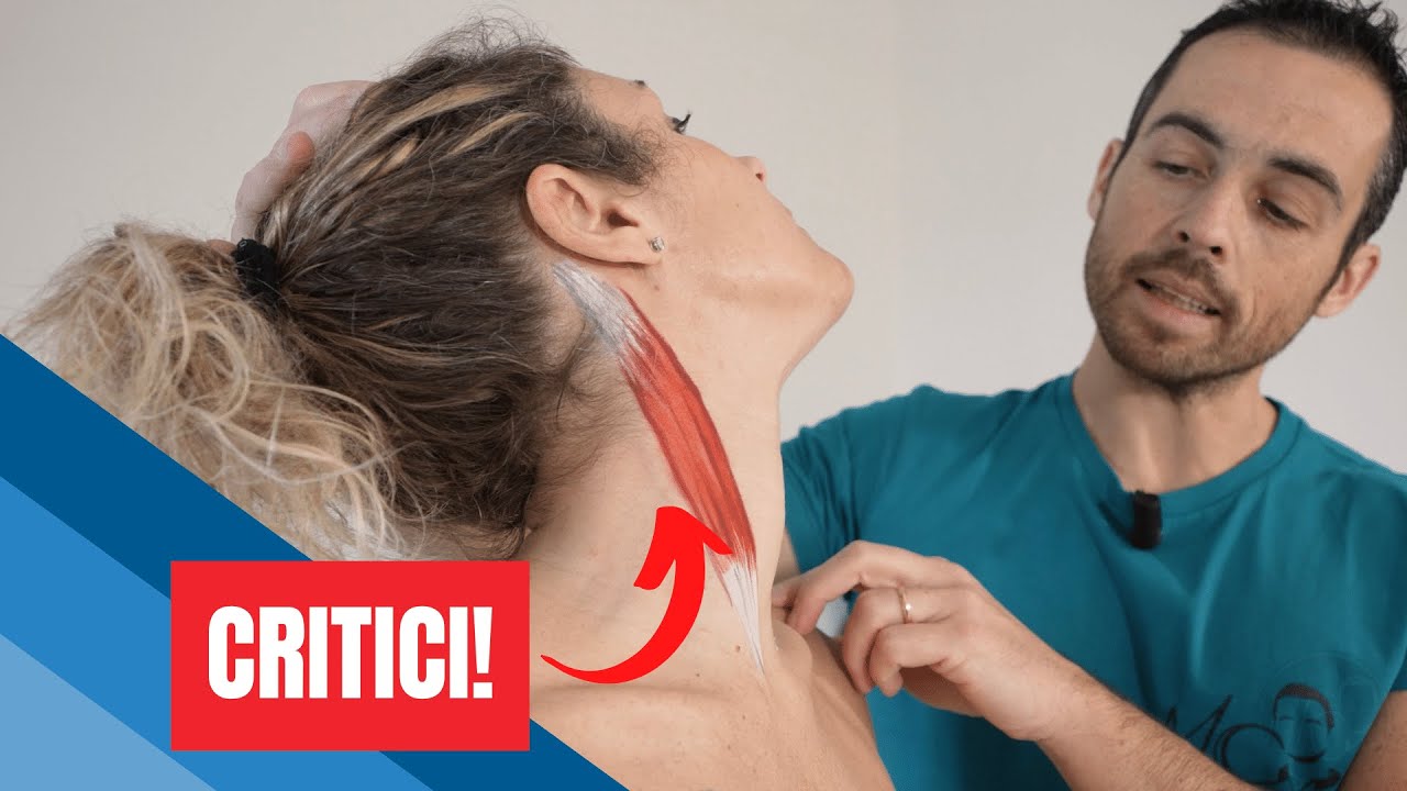 2 muscoli CERVICALI spesso CONTRATTI: problemi di STERNOLEIDO e SCALENI