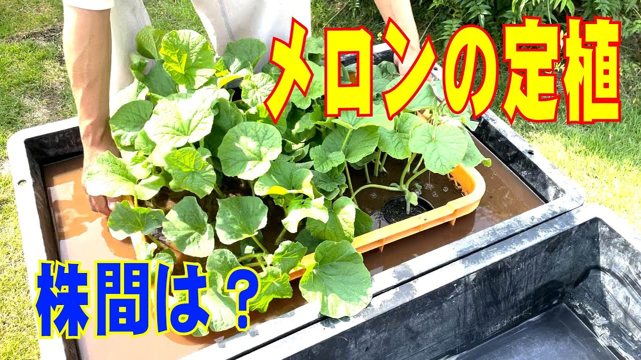 メロンの定植　メロンの育てかた　　grow melons