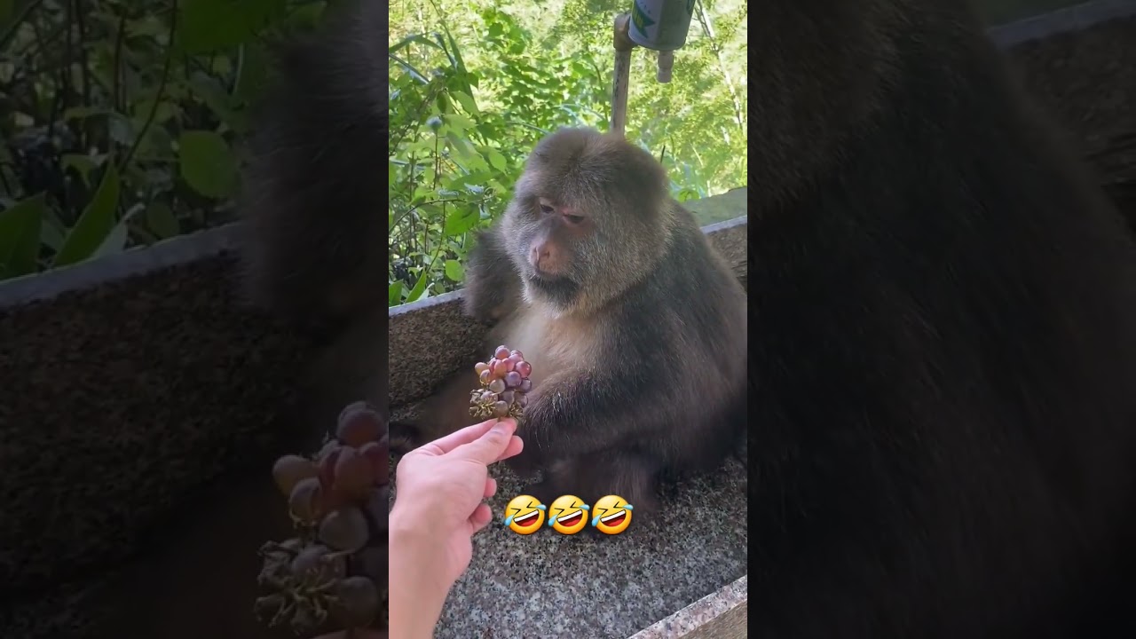 She is so Smart 🤣❤️ #monkey #xingxing #xingxingmonkey #grandma #xing