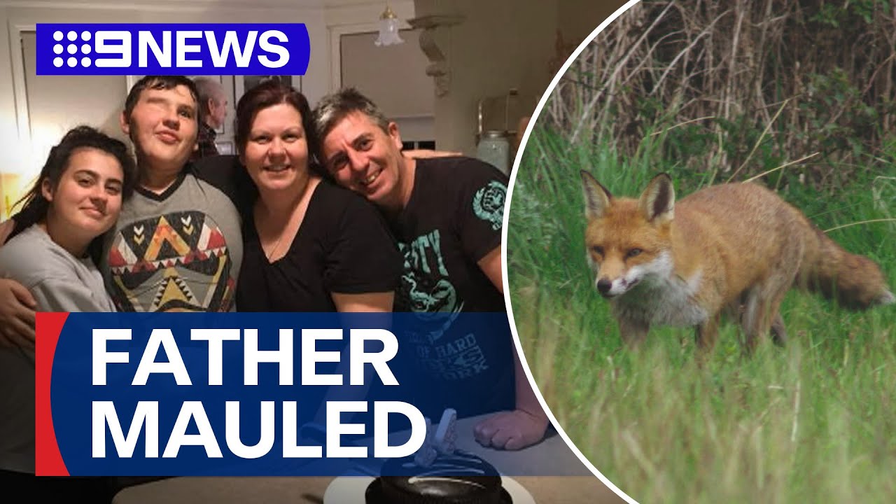 Father attacked by fox while protecting baby alpacas | 9 News Australia