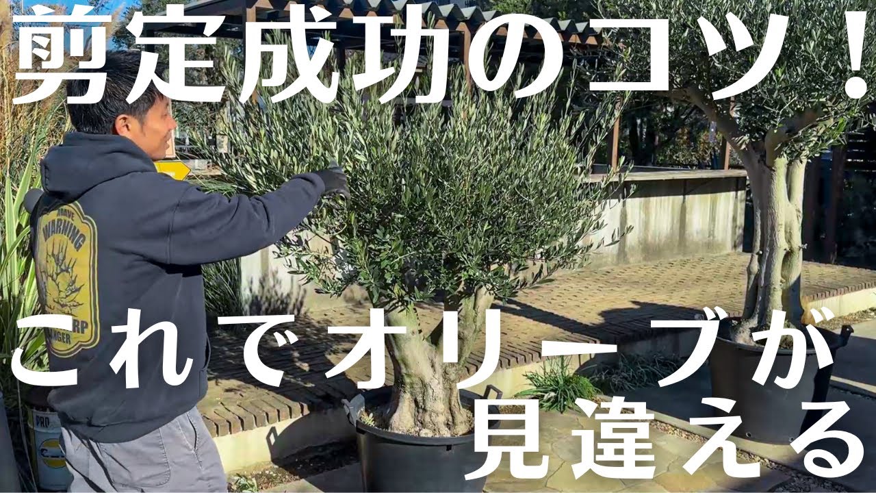 【剪定は知らないと損。】古木オリーブの剪定を覚えて植物を健康に！