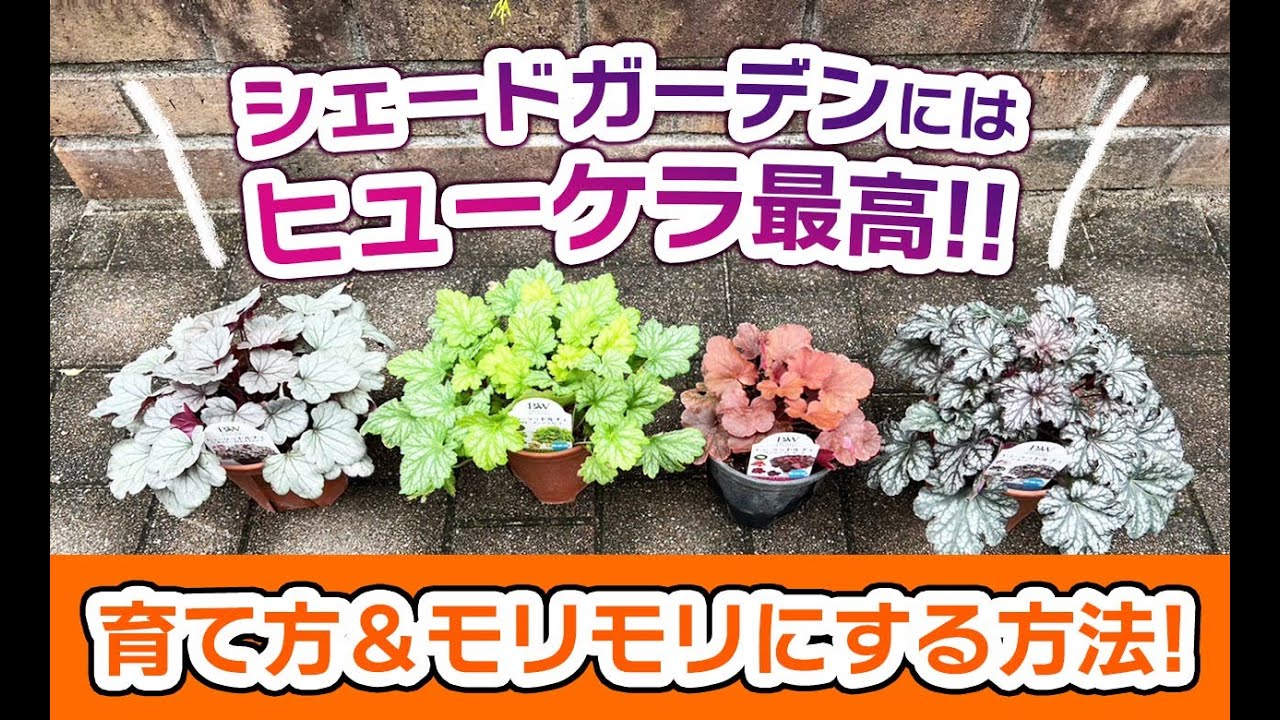 シェードガーデンにはヒューケラ・ドルチェでしょ！育て方を徹底解説！