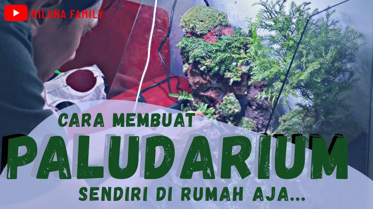 Membuat Paludarium Sendiri di Rumah Aja Untuk Pemula