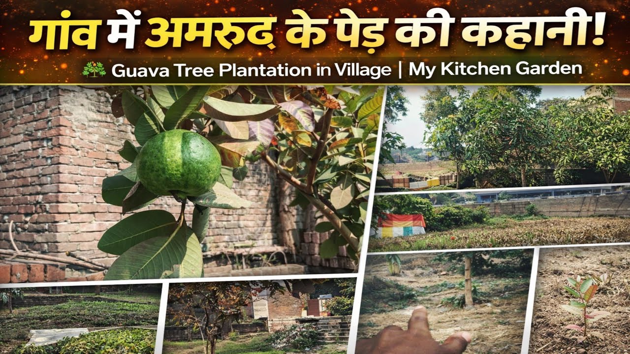 Kitchen Garden में अमरूद का पेड़ | शुरुआत से आज तक। Guava Tree Plantation |  Village Life Vlog 