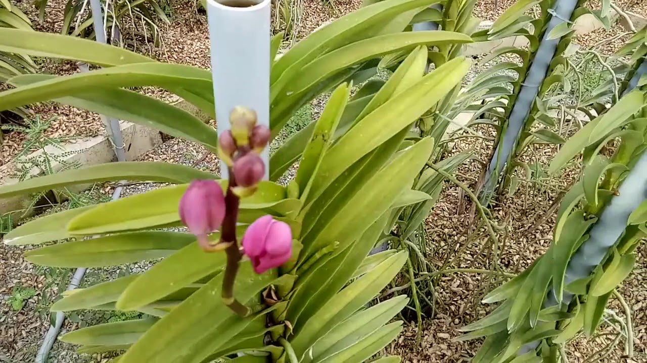 chăm sóc hoa lan mokara bí quyết nhỏ để thuần cây chịu nắng 100%|Minh hoa lan ngo|flowes|orchid
