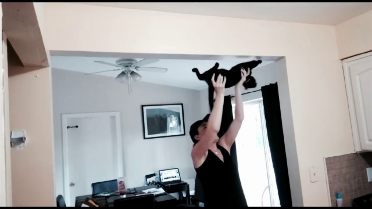 Spider Cat (spider pig remake)