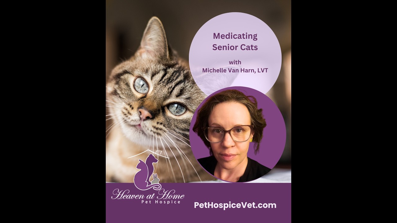 Medicating Senior Cats with Michelle Van Harn, LVT