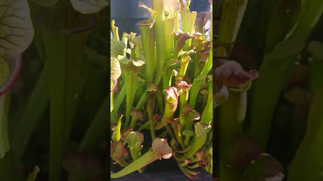 Oreophila x (Hot lips x Adrian Slack) seedlings. also, some Waccamaw x Rubricorpora. #sarracenia