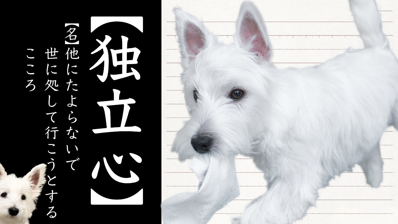 ウエスティは懐きにくい？【独立心が強い犬種らしいよ】我が家の実際