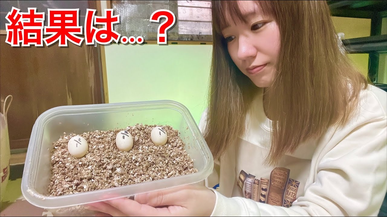 リクガメが産卵して2週間後…卵に赤ちゃんはいるのか確認してみた