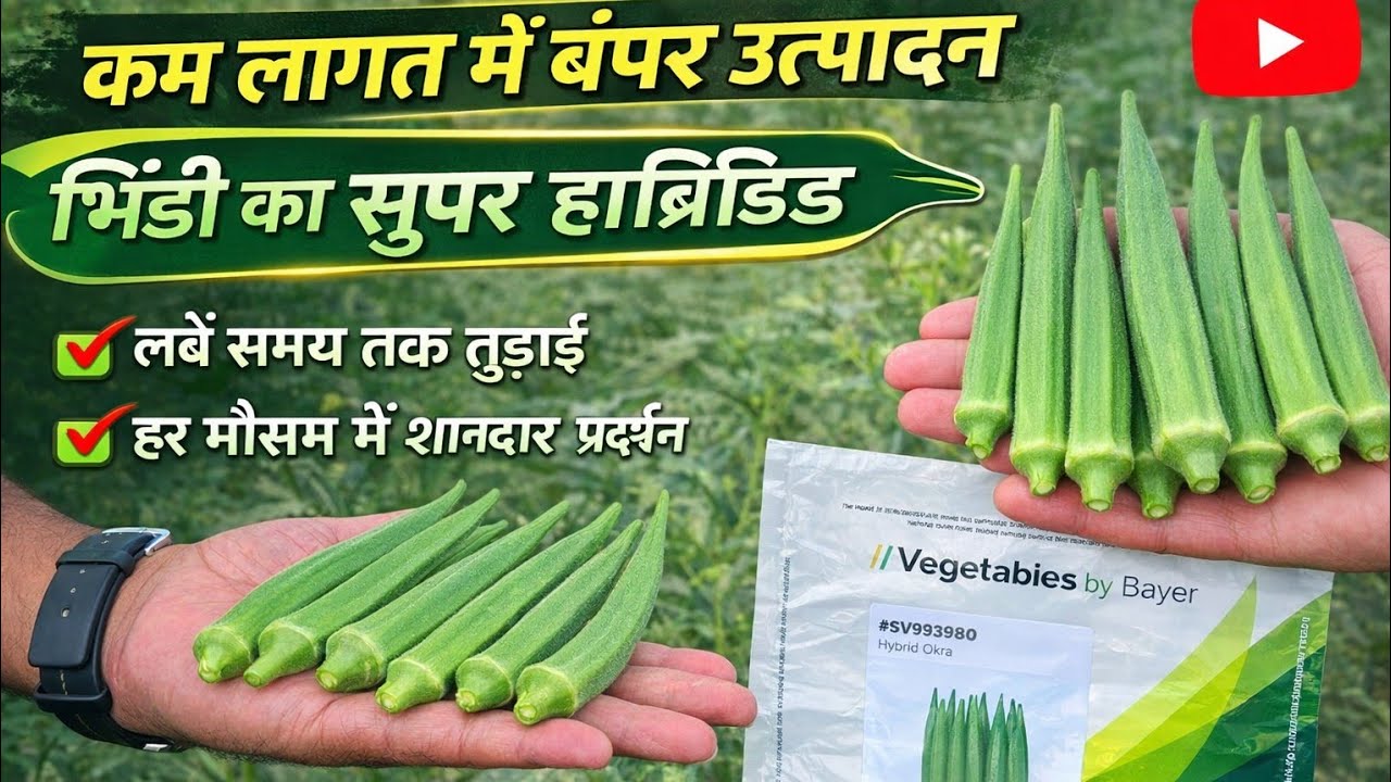 #3980 #SV993980 यह भिंडी का हाइब्रिड तीनों सीजन में आप लगा सकते हैं #bayerseminis 