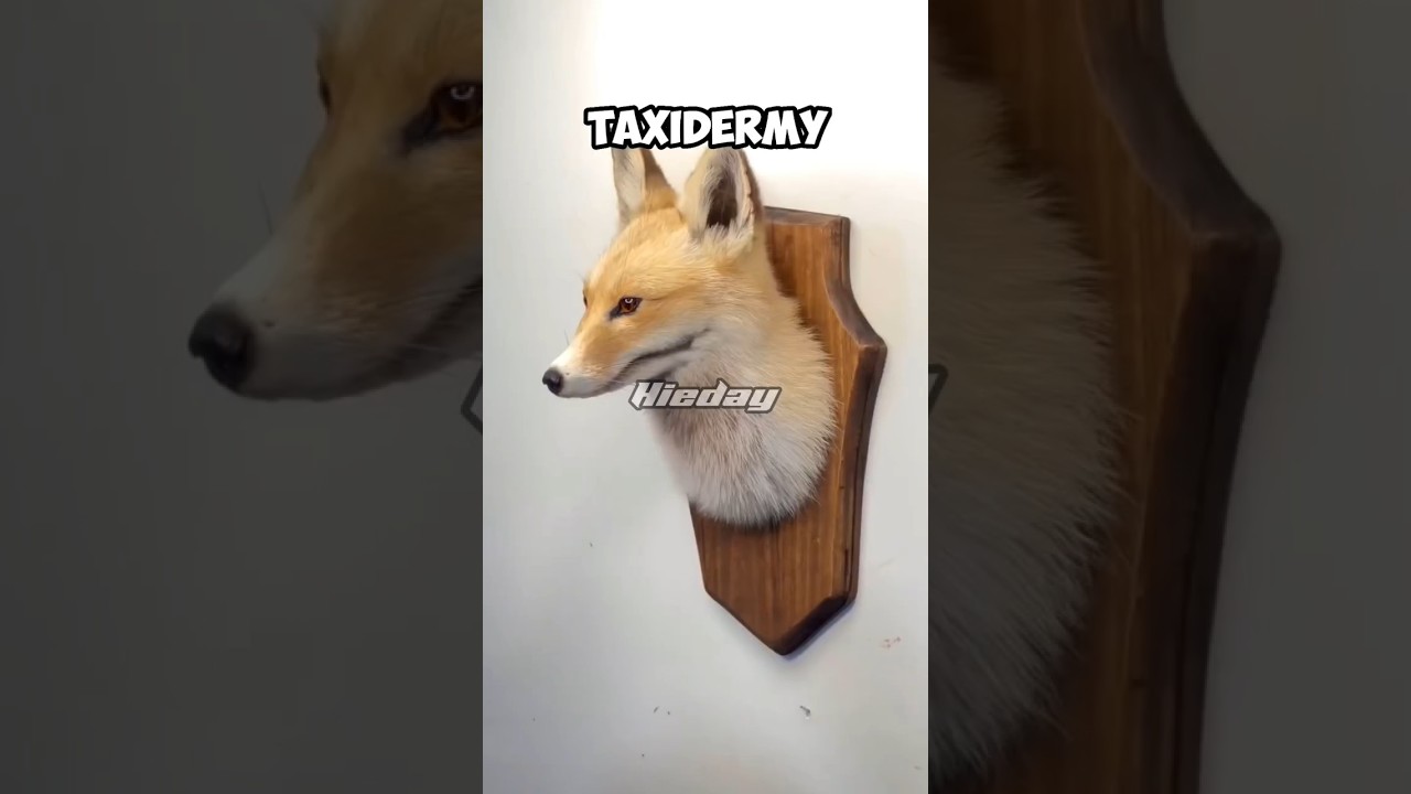 Taxidermy | this is diy of taksisermi foxs