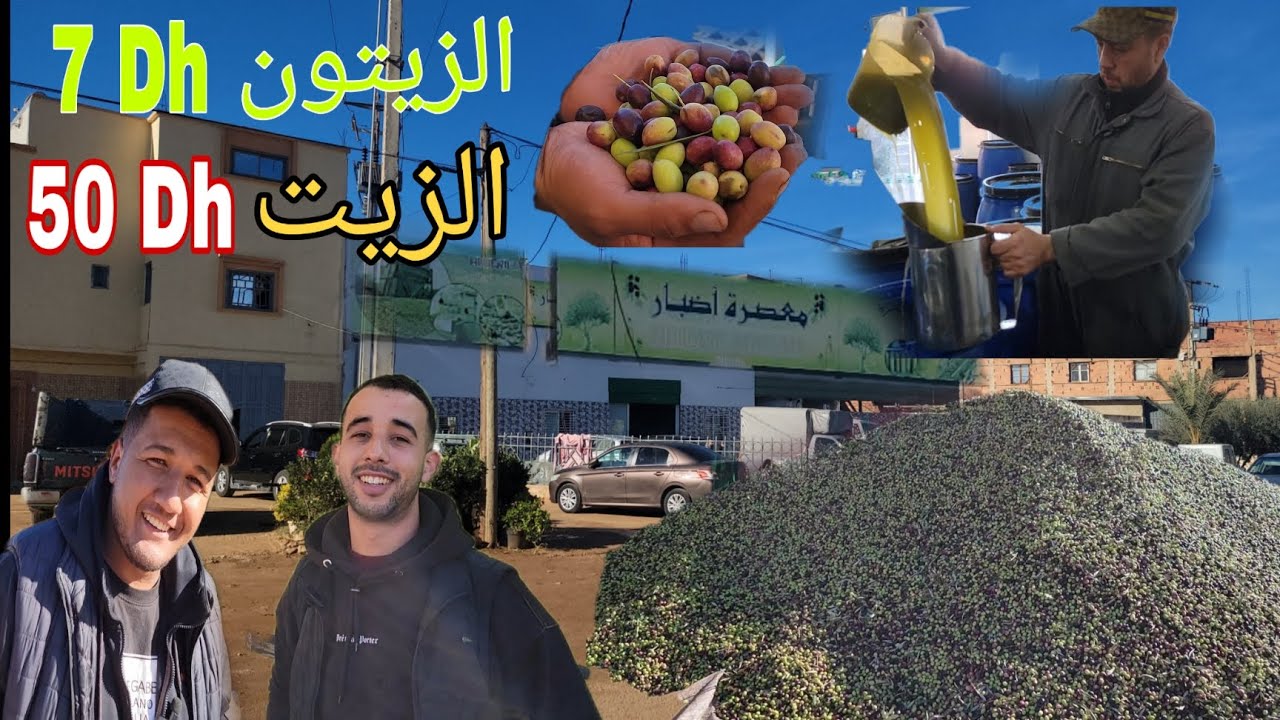 الزيتون والزيت الممتاز براس جيري نواحي مكناس 